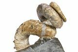 Cretaceous Heteromorph Ammonite (Didymoceras) - South Dakota #306621-3